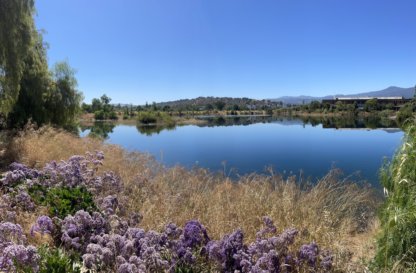 Purple flowers and Alamitos Recharge Pond